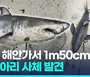 [영상] 완도 해안가서 백상아리 사체 발견…"1m 50cm"