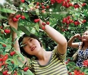 [PRNewswire] Xinhua Silk Road: Cherry planting empowers local rural economy in