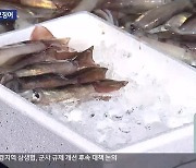 ‘오징어의 귀환’…강원 동해안 어촌 활기