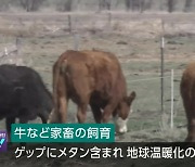 일본, 소 사료에 해조류 섞어 메탄가스 감축