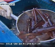 ‘오징어의 귀환’…강원 동해안 어촌 활기