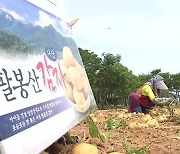 ‘해풍 맞아 맛 으뜸’…서산 팔봉감자 수확 한창