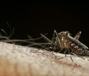 [날씨와 생활] 올해 첫 일본뇌염 모기 발견…예방은 어떻게?