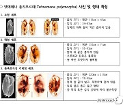 신종 섬모충, 강릉에서 채집…동일종 식충하며 생존