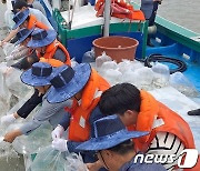 신안군, 어린 갑오징어 5만마리 방류…"어가소득 기대"