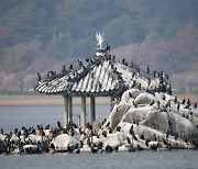 한강 점령한 가마우지 ‘유해야생동물’ 되나