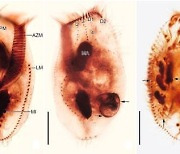 먹이 없으면 생존 위해 동족 먹는 섬모충 발견