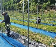 충남 금산군, 과수화상병 청정지역 사수 사전방제 총력