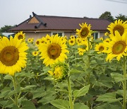 논산시 채운면, 제6회 해바라기 축제 개최