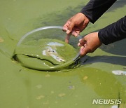 낙동강 강정고령에 조류경보 '관심' 발령