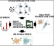 초미세먼지와 세포 간 상호작용 밝혔다…실시간 3차원 분석 성공