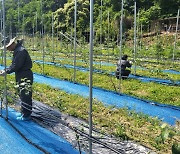 충남 금산군, 과수화상병 청정지역 지키기 총력