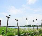 충남 논산시, 채운면 야화 1리서 24일 해바라기 축제 개최