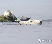 일광욕하는 점박이물범