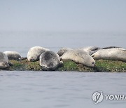 바위인가 침대인가