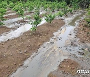 '감귤밭 돼지 X물' 사고에 제주도, 양돈장 축산분뇨 실태 점검