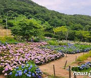 '여름꽃의 여왕' 수국…부산 가덕도 외양포에 만개