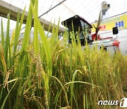 전국 첫 벼베기 실시한 이천시