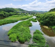 환경부 "영주 무섬교 인근 악어는 없었다"