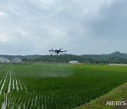 고품질 대왕님표 여주쌀 생산 "도열병 사전 방제가 관건"