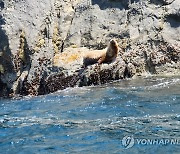 신안 가거도에서 멸종위기종 큰바다사자 목격