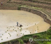 NEPAL RICE PLANTATION SEASON