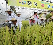 [뉴스1 PICK]여름에 수확하는 이천쌀…'임금님표' 햅쌀 160kg 수확