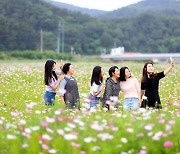 울진군 평해읍, 생태하천 남대천 코스모스 경관 만개