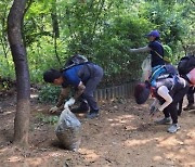 은평구, 친환경 방제로 봉산 대벌레 떼 ‘싹’