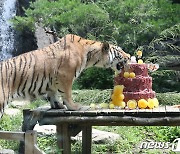 두번째 생일 맞은 한국호랑이들