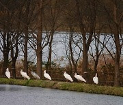 ‘우포생태따오기과’ ‘홍삼한방팀’ 이색 공무원 아세요?