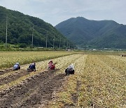 의성마늘 수확 막바지…수확량은 전년 대비 2~3% 줄 듯