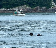 낚시어선과 충돌해 실종됐던 선장, 사흘만에 숨진채 발견