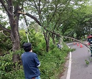 고흥군, 안전 위해 가로수 정비