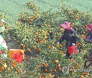 서귀포시 의귀리, 과실전문생산단지로 조성