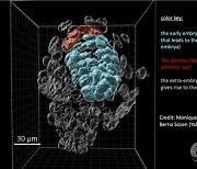 Embryo Model