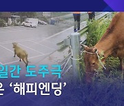 [D:이슈] "집에 가고 싶었소"…11일간의 도주극, 끝은 '해피엔딩'