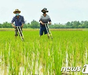 "북한, 당국 주도 '식량 전매제'로 지방서 인도적 위기 늘어"