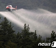 제주, 소나무재선충병 방제 약제 변경…'꿀벌 집단폐사 논란 의식