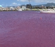 핏빛으로 물든 일본 바다…"냉각수 유출됐다"