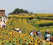 함안군, 7월의 노란물결 … 강주해바라기 축제 개최