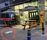 하늘에서 고양이 두 마리가 '퍽'… 12층서 떨어진 어미와 새끼