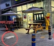 12층서 떨어져 즉사한 고양이 2마리…고의인가 사고인가