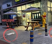 "팔 붙잡는 고양이를…" 12층서 떨어진 어미·새끼 '끔찍'