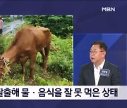 김명준의 뉴스파이터-경매장에서 탈출한 소…11일 만에 바짝 마른 모습으로 발견