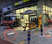 “두 손으로 던졌다” vs. “방충망 찢어져 실수” 12층서 추락한 고양이, 잔혹사 진실은?