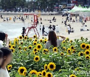 부산 장마 소강, 해바라기 보고 물놀이도 즐기고