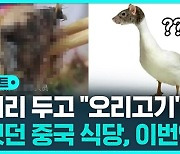 [D리포트] 또 쥐 머리 나온 중국 식당…이번엔 바로 인정