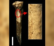 145만년 전 ‘식인 풍습’ 증거? 인류 뼈에서 ‘살 발라낸 흔적’ 발견 [핵잼 사이언스]