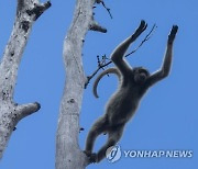 APTOPIX Brazil Endangered Monkey